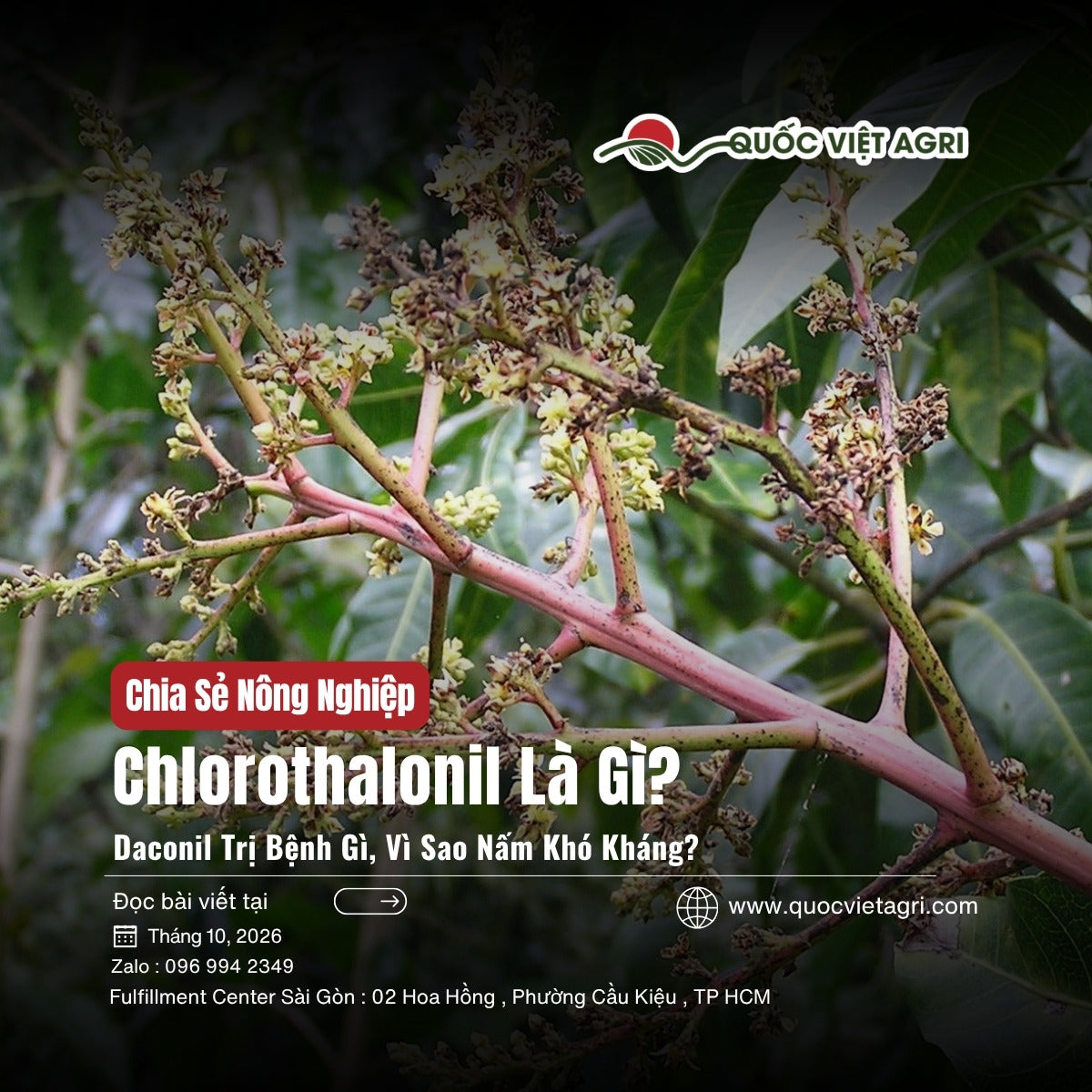 Chlorothalonil là gì – chùm hoa xoài bị bệnh thán thư