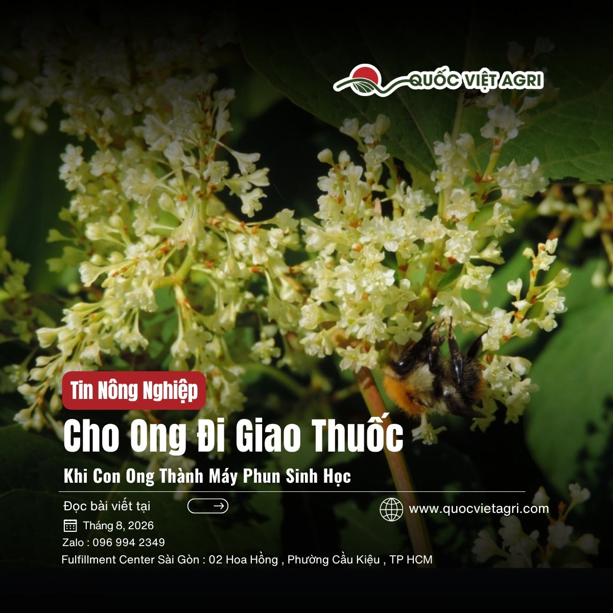 Cho ong đi giao thuốc sinh học - ảnh bìa bài viết QVA