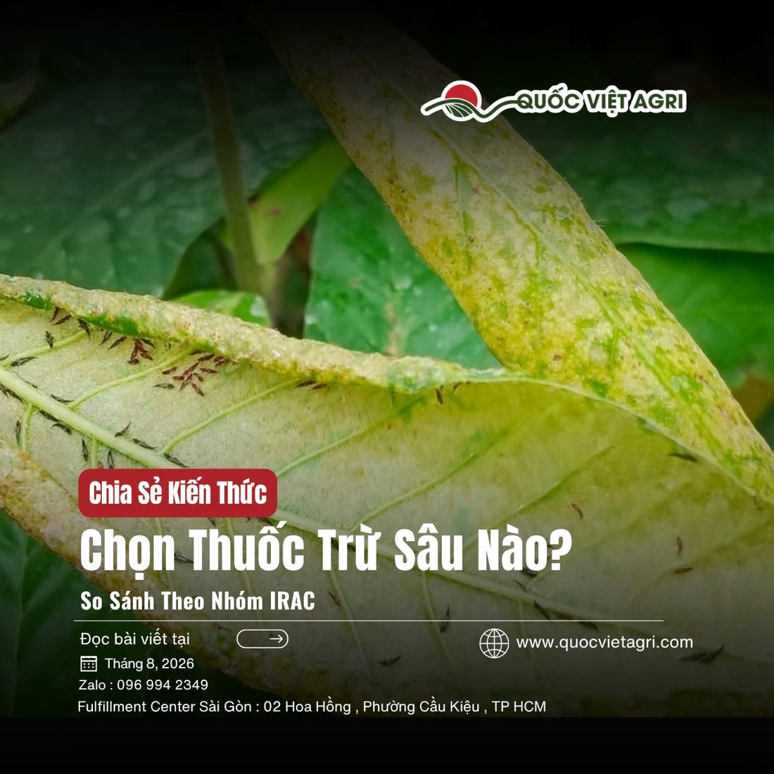 Chọn thuốc trừ sâu theo nhóm IRAC - ảnh bìa bài viết QVA