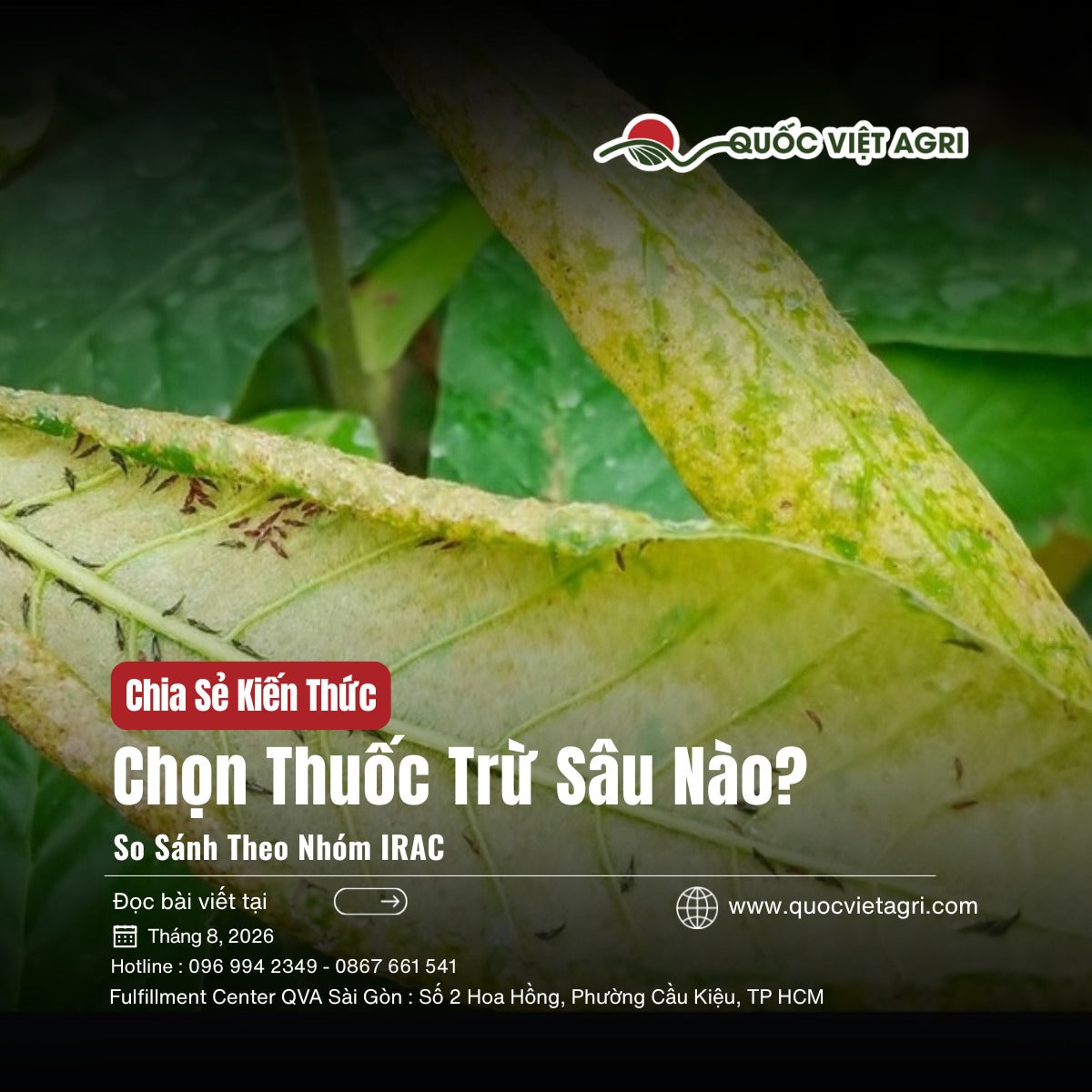 Lá cây bị bọ trĩ chích hút gây vết bạc trắng lốm đốm — ảnh bìa bài so sánh thuốc trừ sâu theo nhóm IRAC.