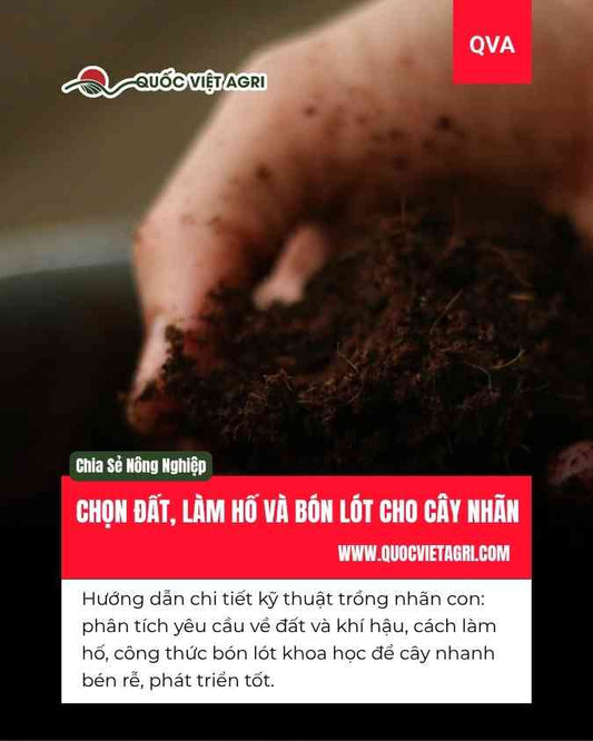 Ảnh bìa của Quốc Việt Agri cho bài viết hướng dẫn chọn đất, làm hố và bón lót cho cây nhãn, với hình ảnh một bàn tay đang nâng niu đất trồng tơi xốp.