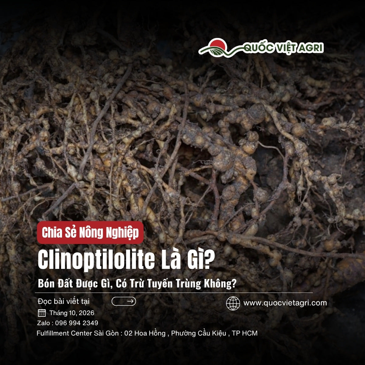 Clinoptilolite là gì: bộ rễ bị tuyến trùng gây nốt sần