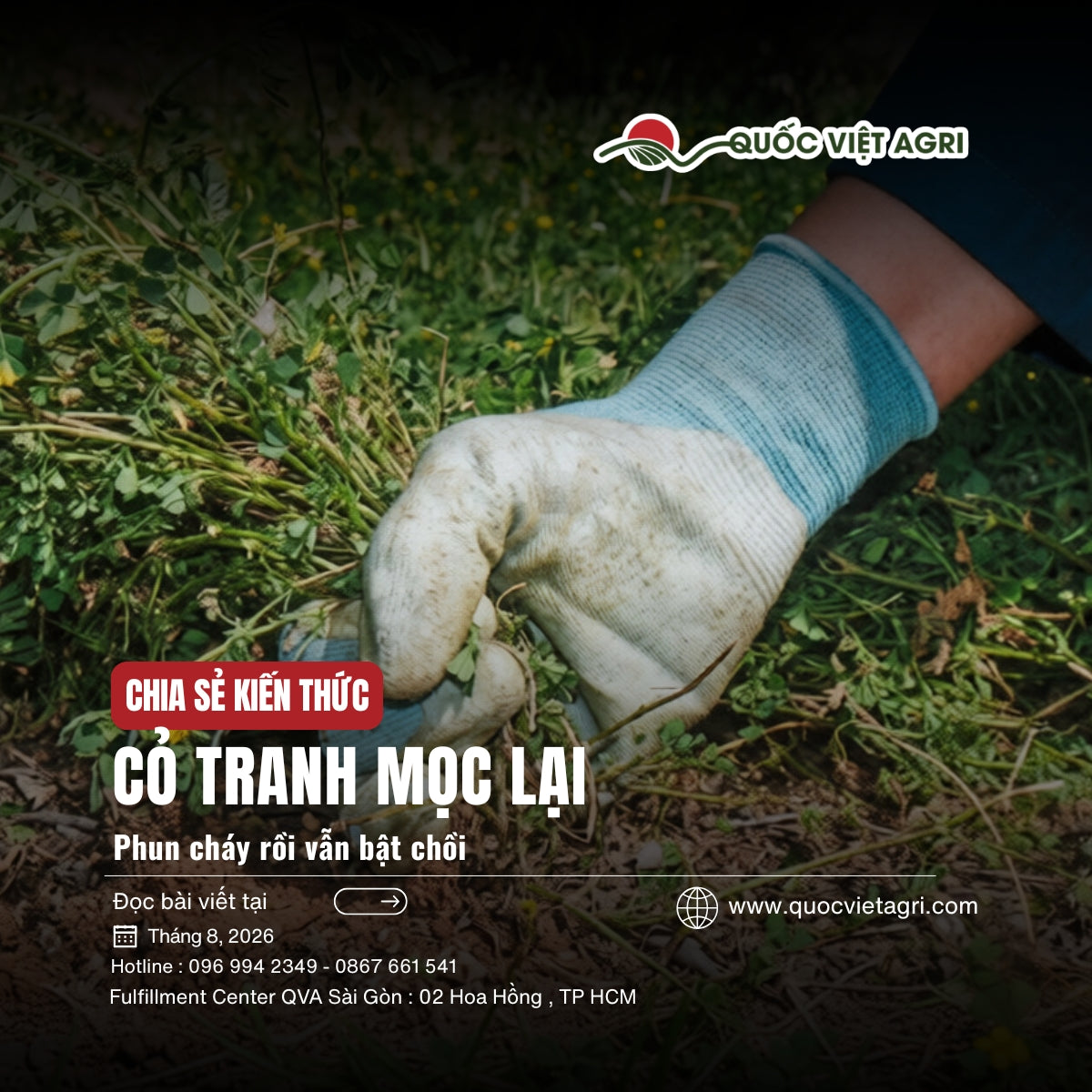 Bàn tay đeo găng nhổ một bụi cỏ dại lên khỏi mặt đất trong vườn