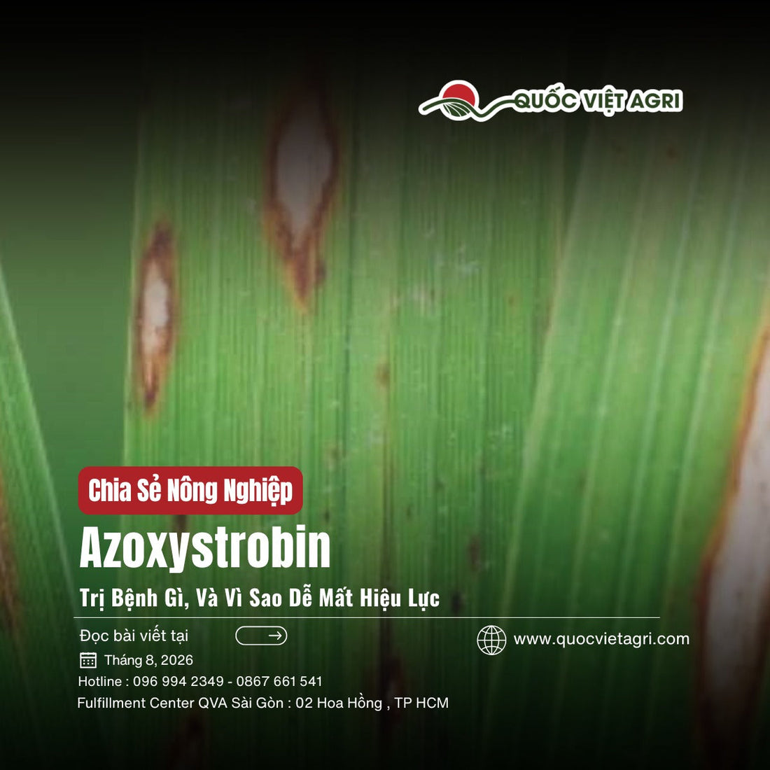 Ảnh bìa bài viết Azoxystrobin trị bệnh gì, nền ảnh vết đạo ôn trên lá lúa
