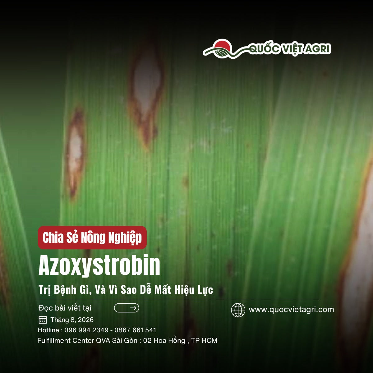 Ảnh bìa bài viết Azoxystrobin trị bệnh gì, nền ảnh vết đạo ôn trên lá lúa