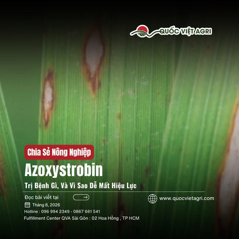 Azoxystrobin Là Hoạt Chất Gì? Trị Đạo Ôn, Lem Lép Hạt Và Cách Chống Kháng