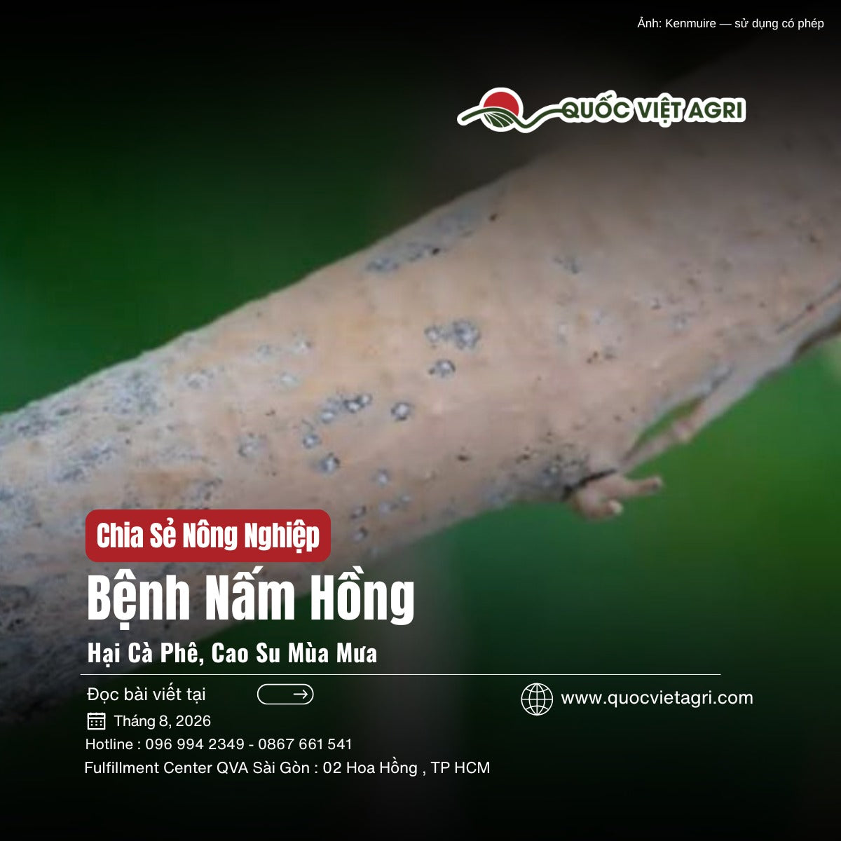 Bệnh nấm hồng hại cà phê, cao su mùa mưa — lớp vỏ nấm hồng cam phủ kín cành
