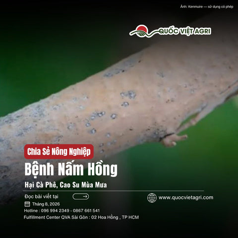 Nấm hồng trên cây cà phê mùa mưa: nhận biết sớm, xử lý đúng quy trình, giảm rủi ro tái phát