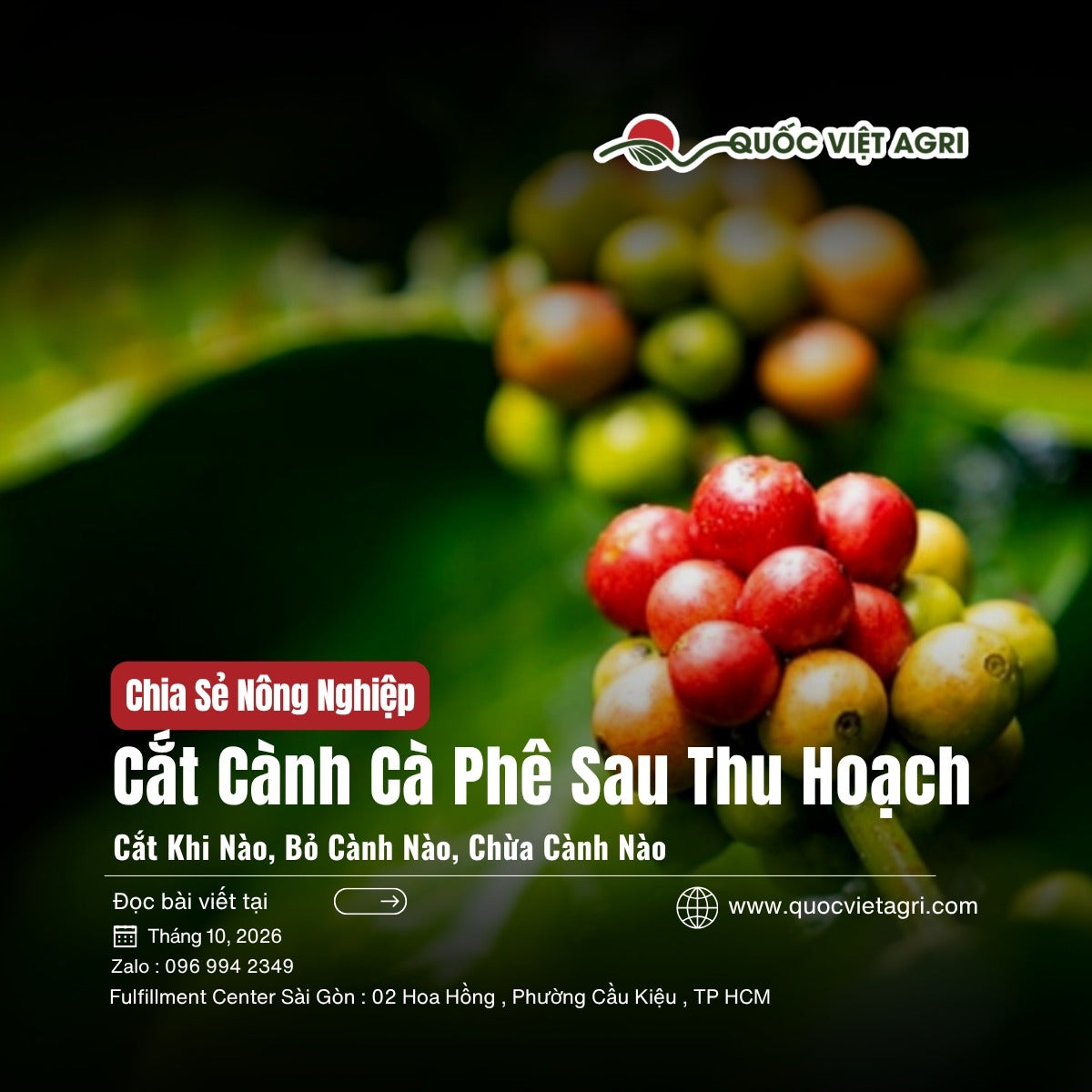Ảnh bìa bài viết cắt cành cà phê sau thu hoạch: cắt khi nào, bỏ cành nào, chừa cành nào
