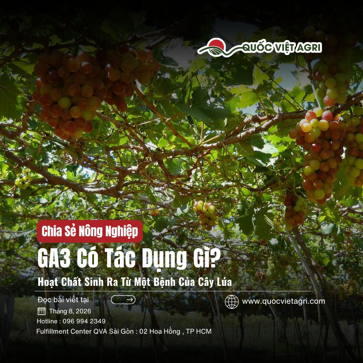 Giàn nho mang nhiều chùm quả tại Phan Rang, Ninh Thuận