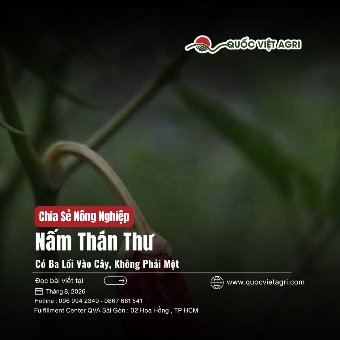 Ảnh bìa bài viết: nấm thán thư có ba lối xâm nhập vào cây, nền ảnh trái ớt khô do thán thư