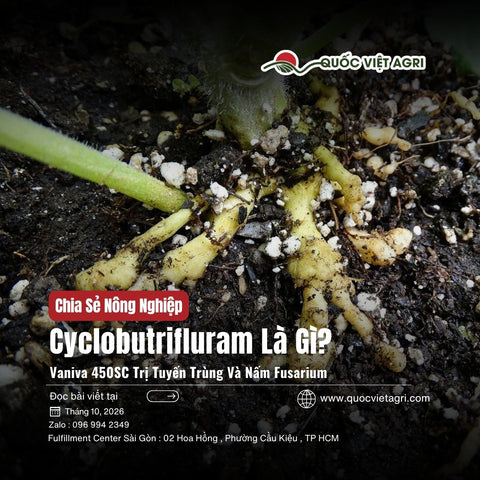 Cyclobutrifluram Là Gì? Vaniva 450SC Trị Tuyến Trùng Và Nấm Fusarium Thế Nào