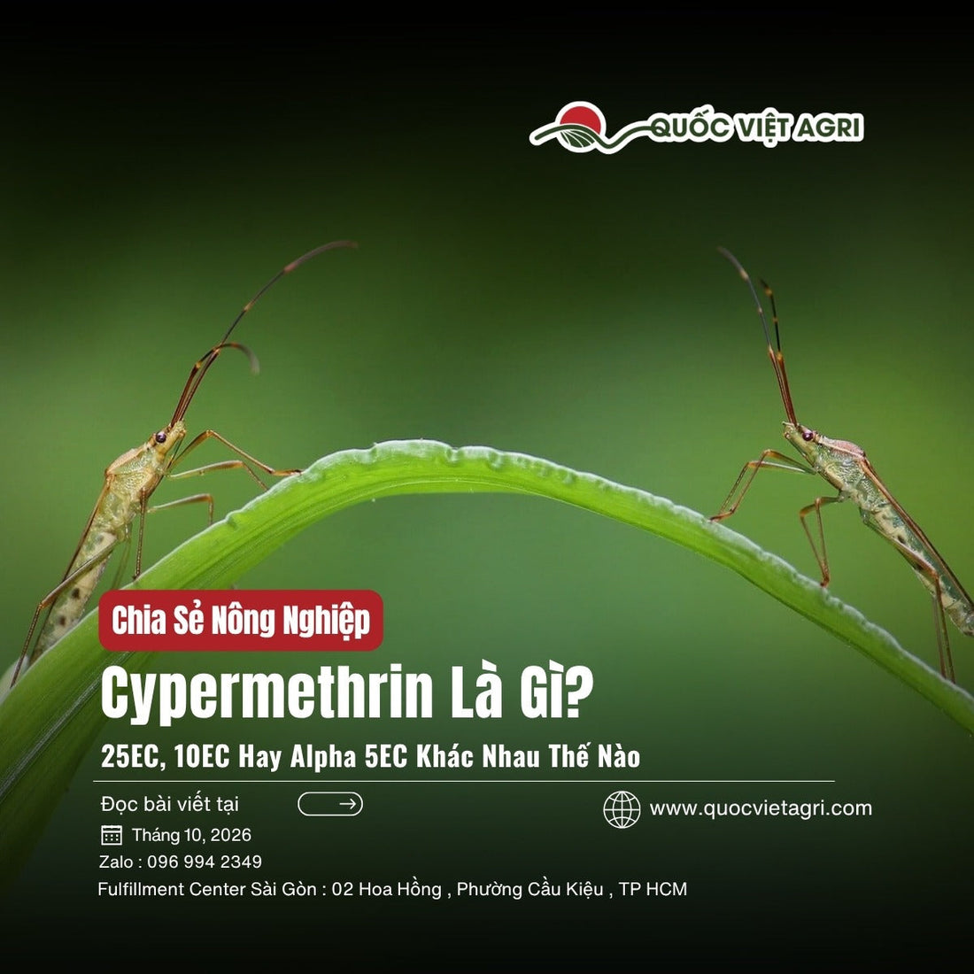 Cypermethrin là gì: bọ xít hôi hại lúa trên lá lúa, ảnh bìa Quốc Việt Agri