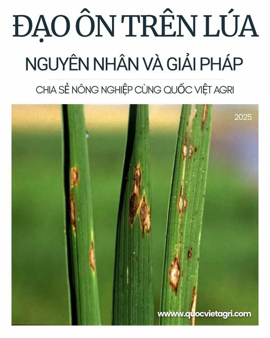 hình ảnh cây lúa bị bệnh đạo ôn, nguyên nhân và giải pháp đén từ quốc việt agri