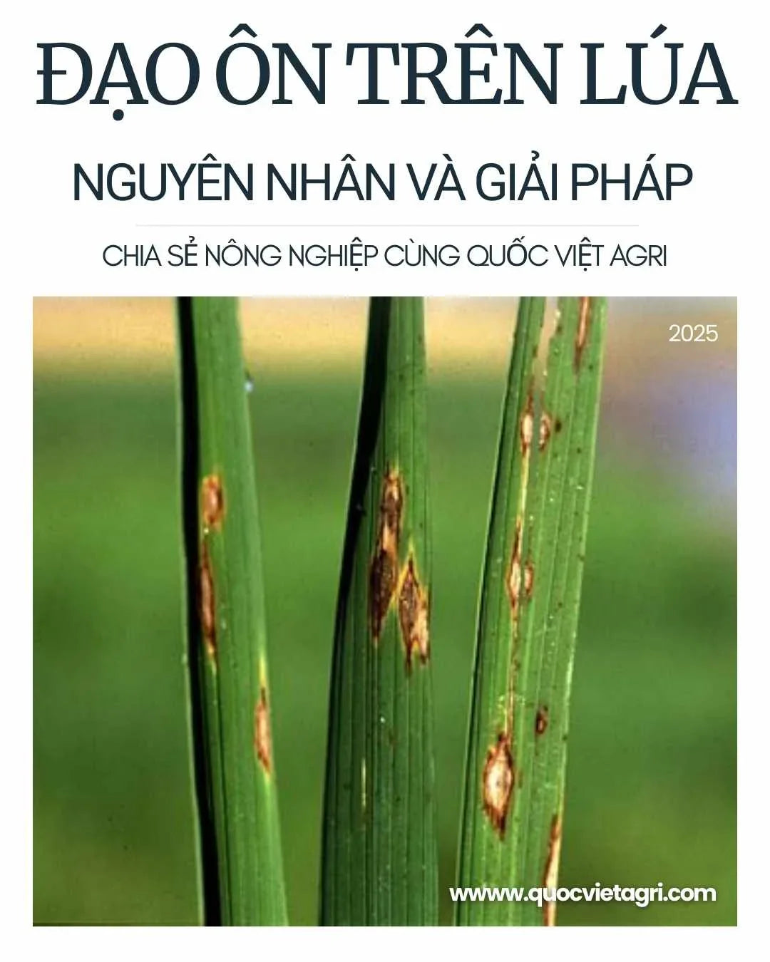 hình ảnh cây lúa bị bệnh đạo ôn, nguyên nhân và giải pháp đén từ quốc việt agri