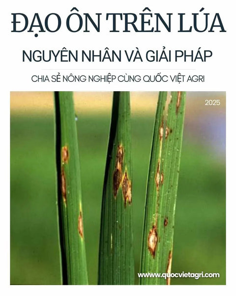 Quản Lý Bệnh Đạo Ôn Cổ Bông Trên Lúa Vụ Hè Thu: Nhận Biết Sớm và Quy Trình Phun Xịt Hiệu Quả