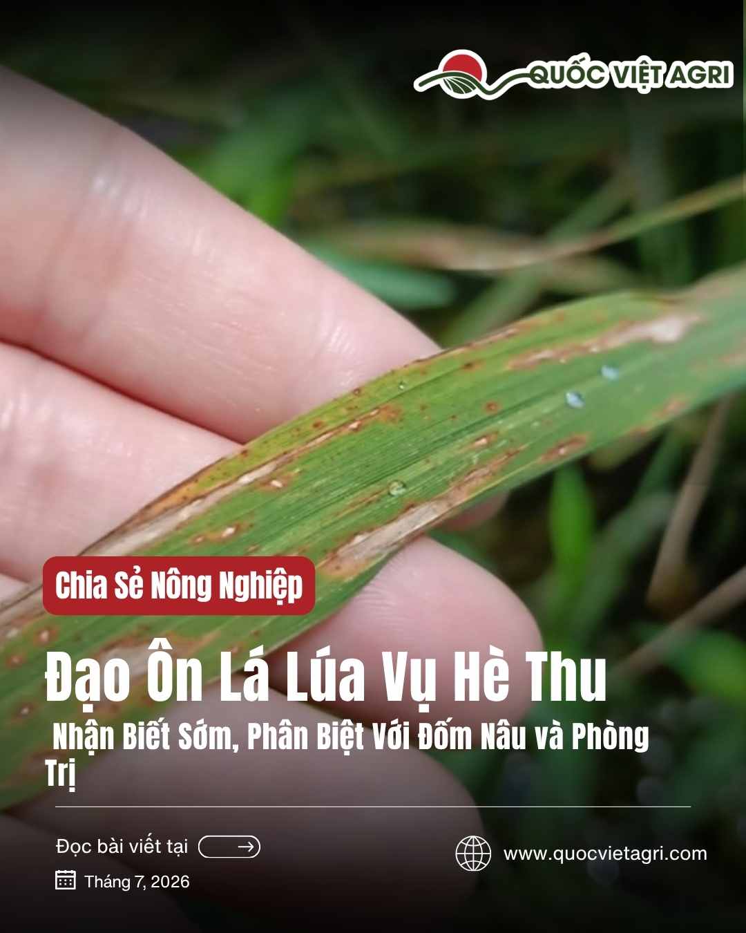 Lá lúa nhiễm bệnh đạo ôn vụ Hè Thu — vết bệnh hình thoi (mắt én) màu nâu, tâm xám trên phiến lá, cầm trên tay để nhận biết sớm.
