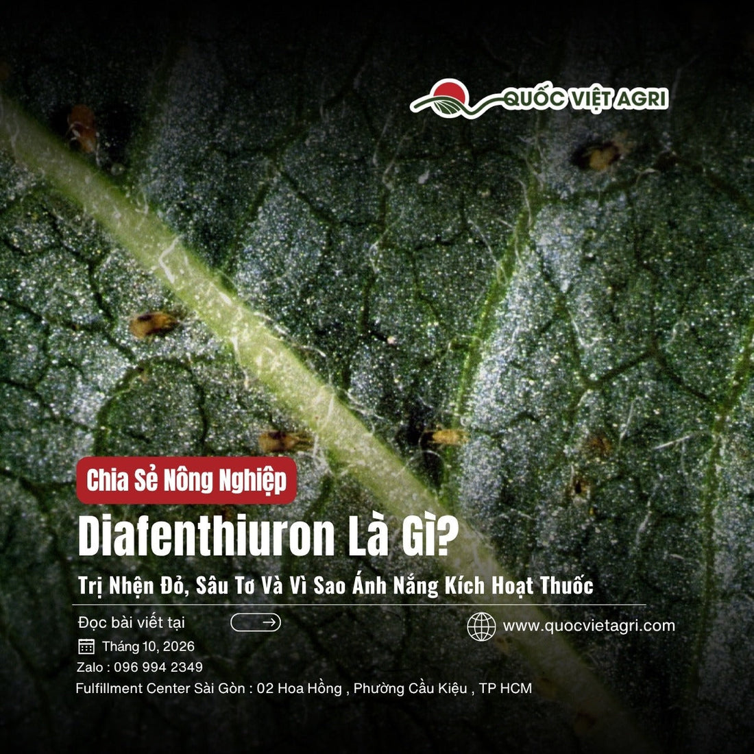 Diafenthiuron là gì: nhện đỏ ở mặt dưới lá, ảnh bìa Quốc Việt Agri