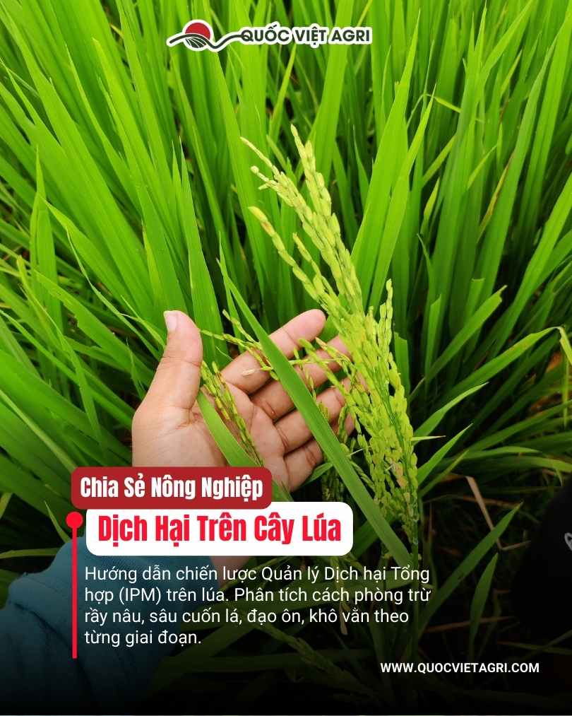 HÌNH ẢNH HẠT LÚA MẠNH KHỎE DO TUÂN THỦ QUY CÁCH PHÒNG TRỪ RẦY NÂU, SÂU CUỐN LÁ VÀ SÂU ĐỤC THÂN ĐẾN TỪ QUỐC VIỆT AGRIN THỦ KỸ THUÂT 
