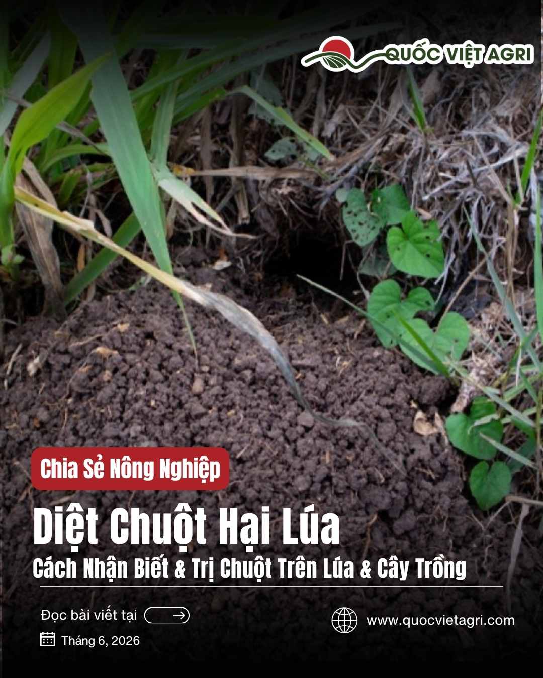 Diệt chuột hại lúa & cây trồng — cách nhận biết và trị chuột trên lúa | Quốc Việt Agri