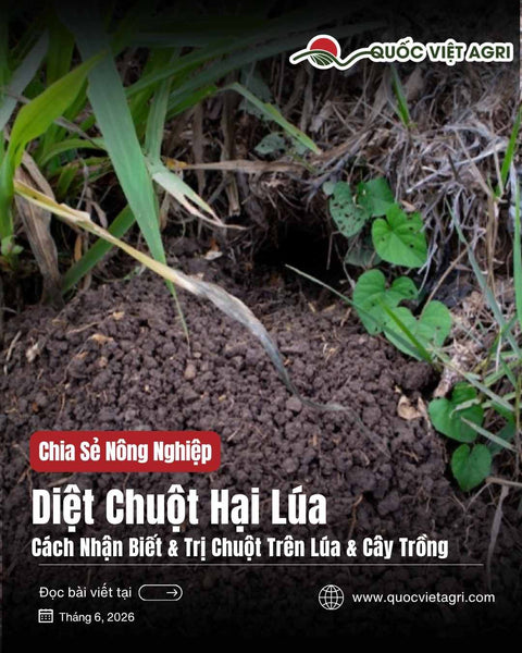 Diệt Chuột Hại Lúa & Cây Trồng: Vì Sao Khó Diệt & Cách Diệt Tận Gốc