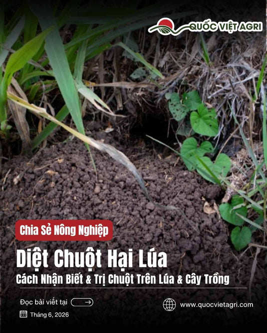 Diệt chuột hại lúa & cây trồng — cách nhận biết và trị chuột trên lúa | Quốc Việt Agri