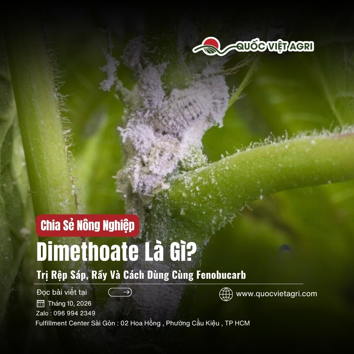 Dimethoate là gì: rệp sáp phủ sáp trắng bám trên thân cây, ảnh bìa Quốc Việt Agri