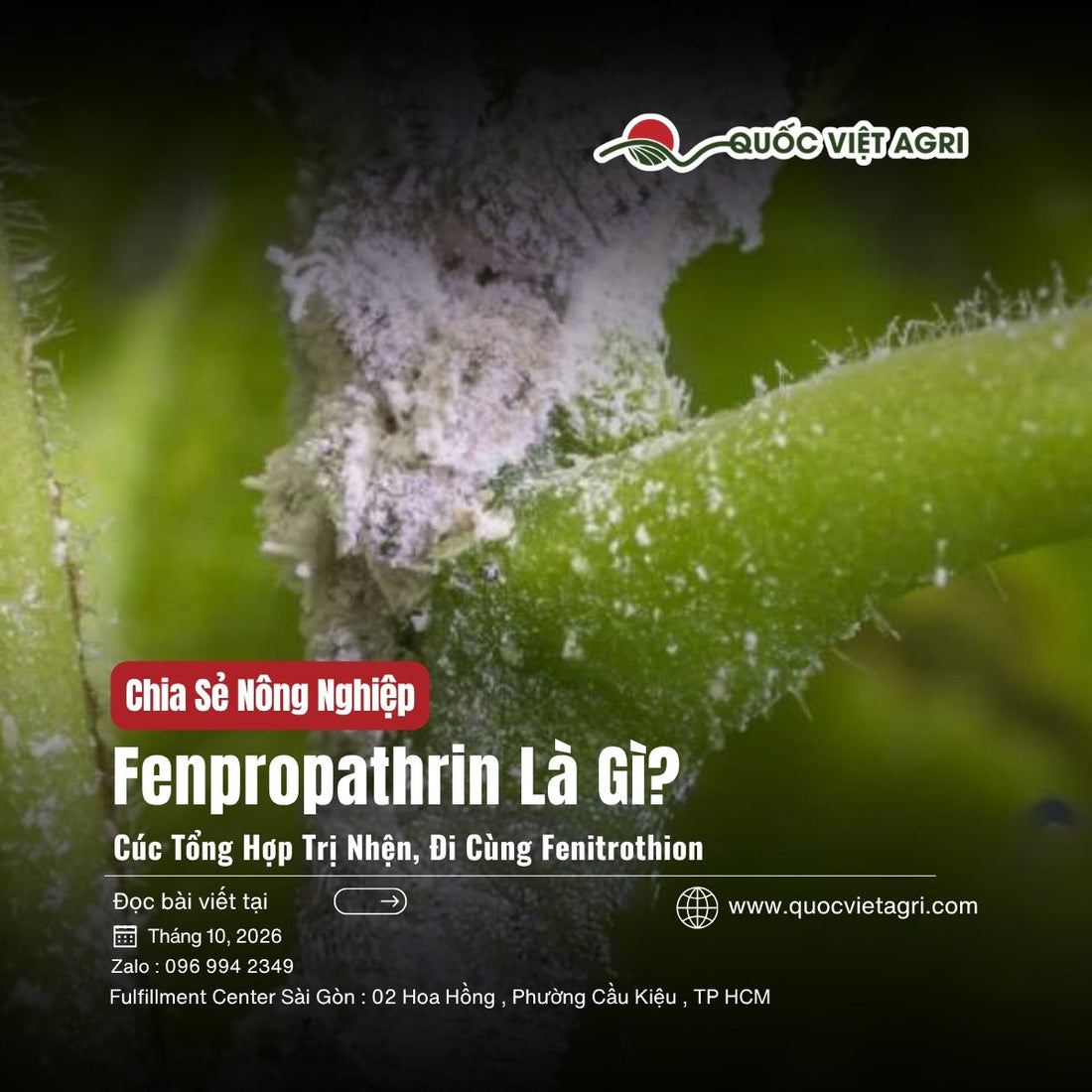 Rệp sáp bu đặc trên thân và đọt non, bài fenpropathrin và fenitrothion là gì, cúc tổng hợp trị nhện và rệp sáp