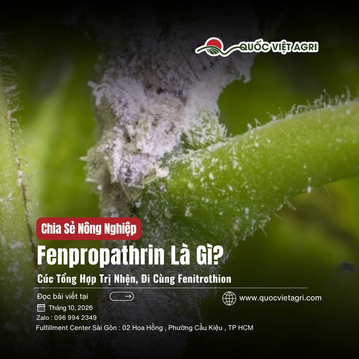 Rệp sáp bu đặc trên thân và đọt non, bài fenpropathrin và fenitrothion là gì, cúc tổng hợp trị nhện và rệp sáp