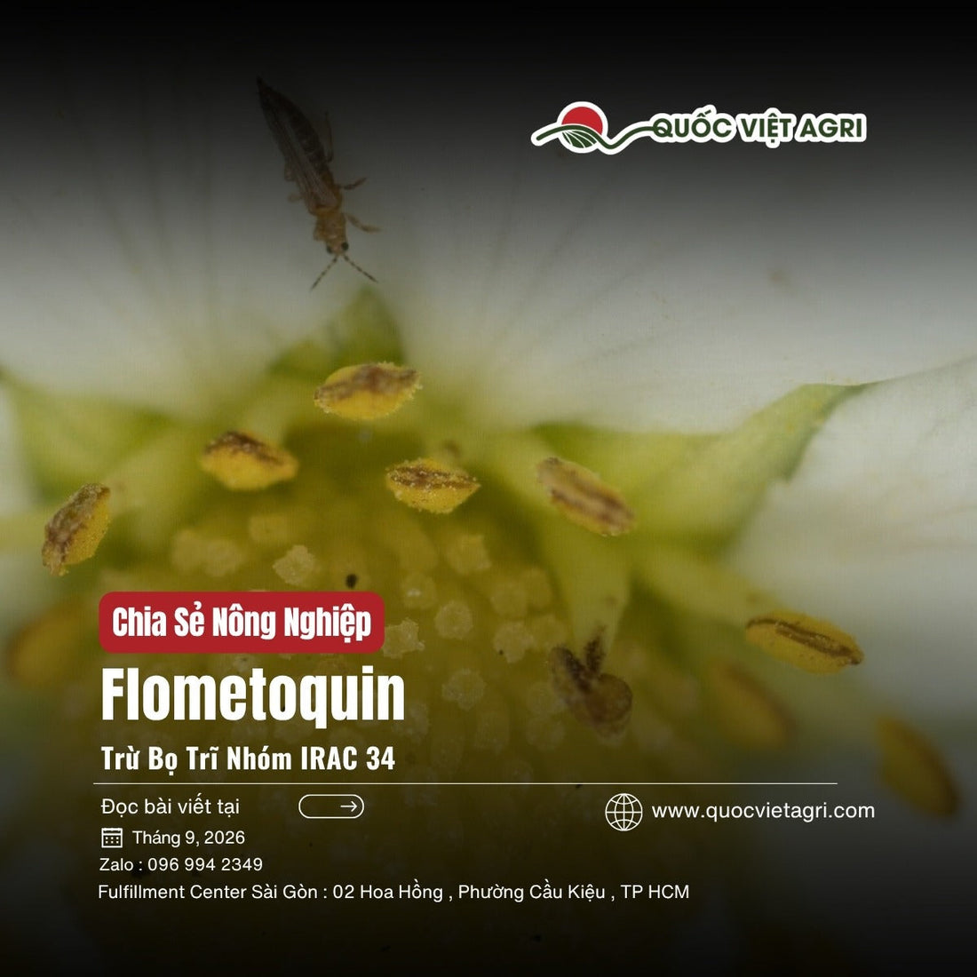 Flometoquin là gì – bọ trĩ trên hoa