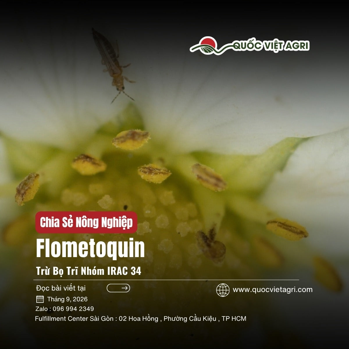 Flometoquin là gì – bọ trĩ trên hoa