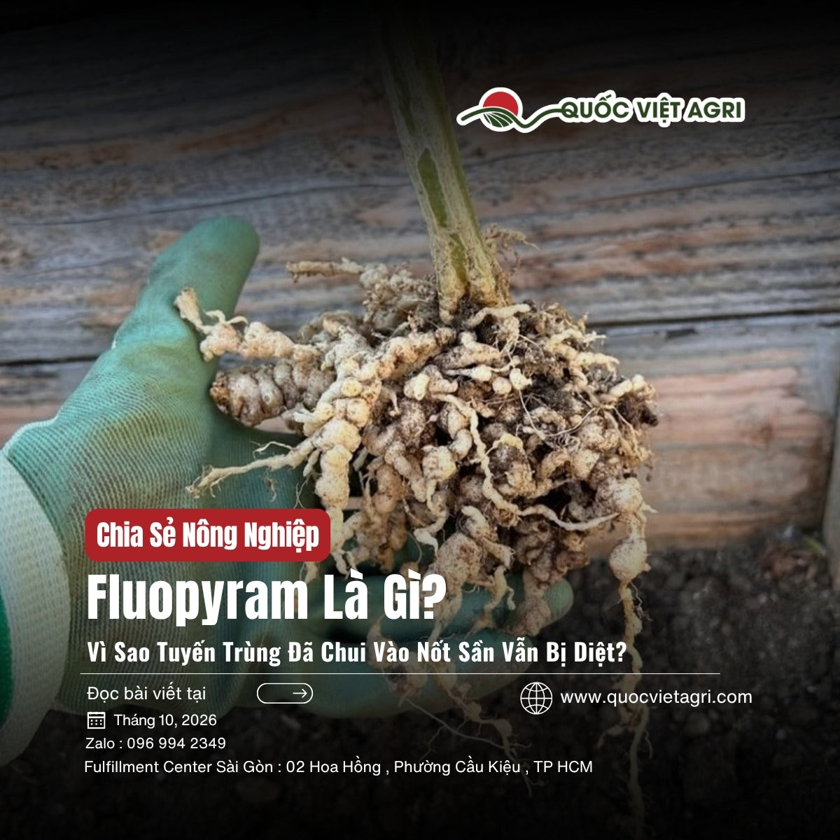 Fluopyram là gì? Bộ rễ bị tuyến trùng nốt sưng gây u sần, rễ tơ thưa và ngắn – bìa bài viết Quốc Việt Agri