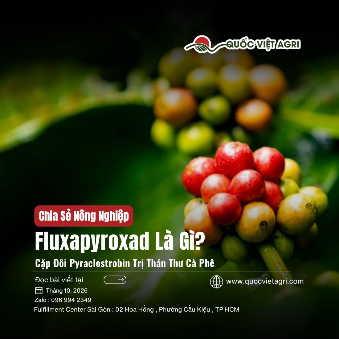 Chùm trái cà phê chín đỏ xen xanh trên cành, bài fluxapyroxad và pyraclostrobin là gì, trị thán thư cà phê, hồ tiêu