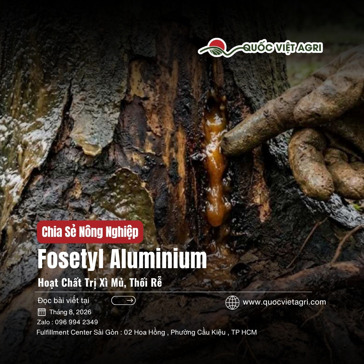 Fosetyl Aluminium là hoạt chất gì - ảnh bìa bài viết QVA