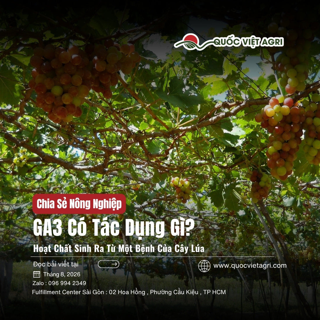 Bìa bài viết GA3 Có Tác Dụng Gì? — giàn nho trĩu chùm Phan Rang, Quốc Việt Agri