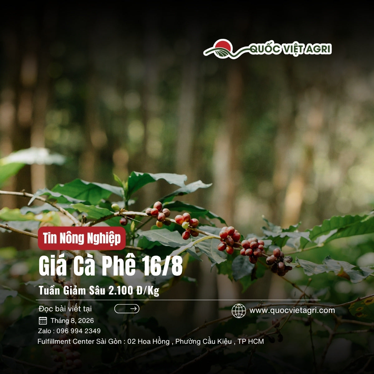 Giá cà phê 16/8 - ảnh bìa bài viết QVA