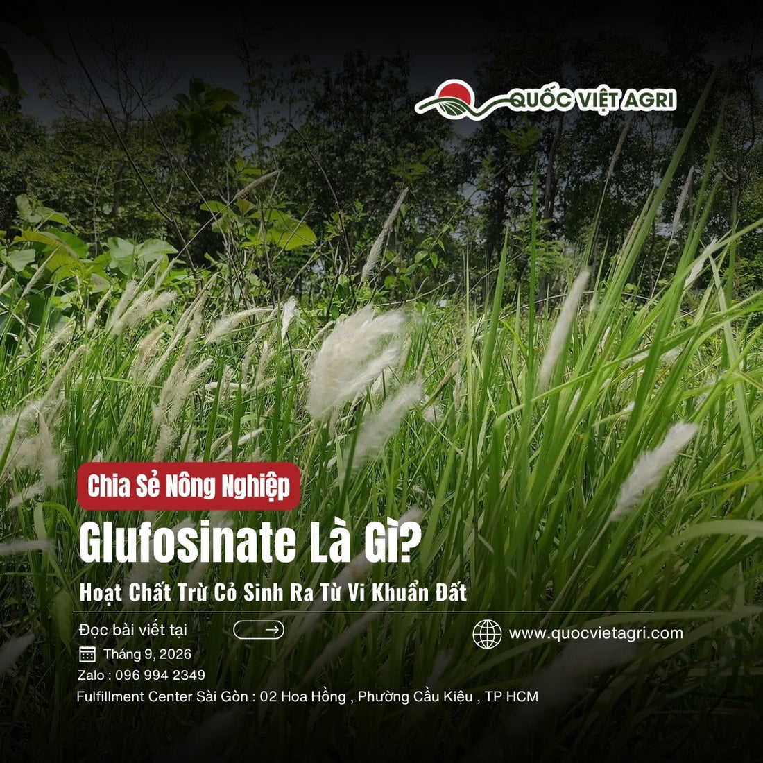 Glufosinate là gì — cỏ tranh (Imperata cylindrica) trổ bông trắng
