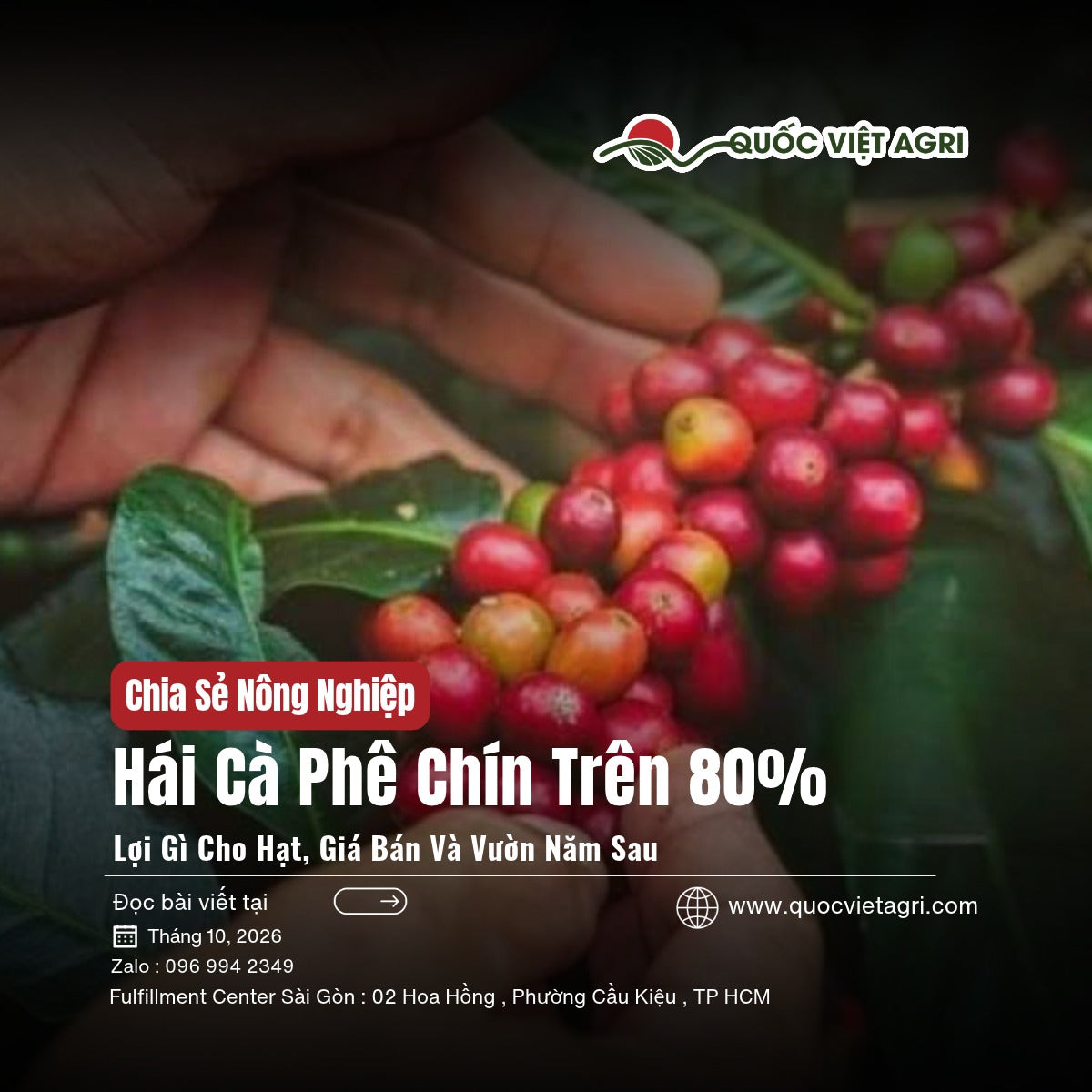Hái cà phê chín trên 80%: tay nông dân bên chùm cà phê chín đỏ đều, ảnh bìa bài viết Quốc Việt Agri
