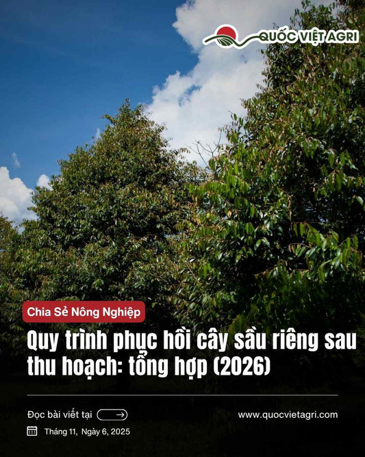 hình ảnh vườn cây sầu riêng khỏe mạnh do tuân thu quy trình phục hồi sầu riêng sau thu hoạch của quốc việt agri