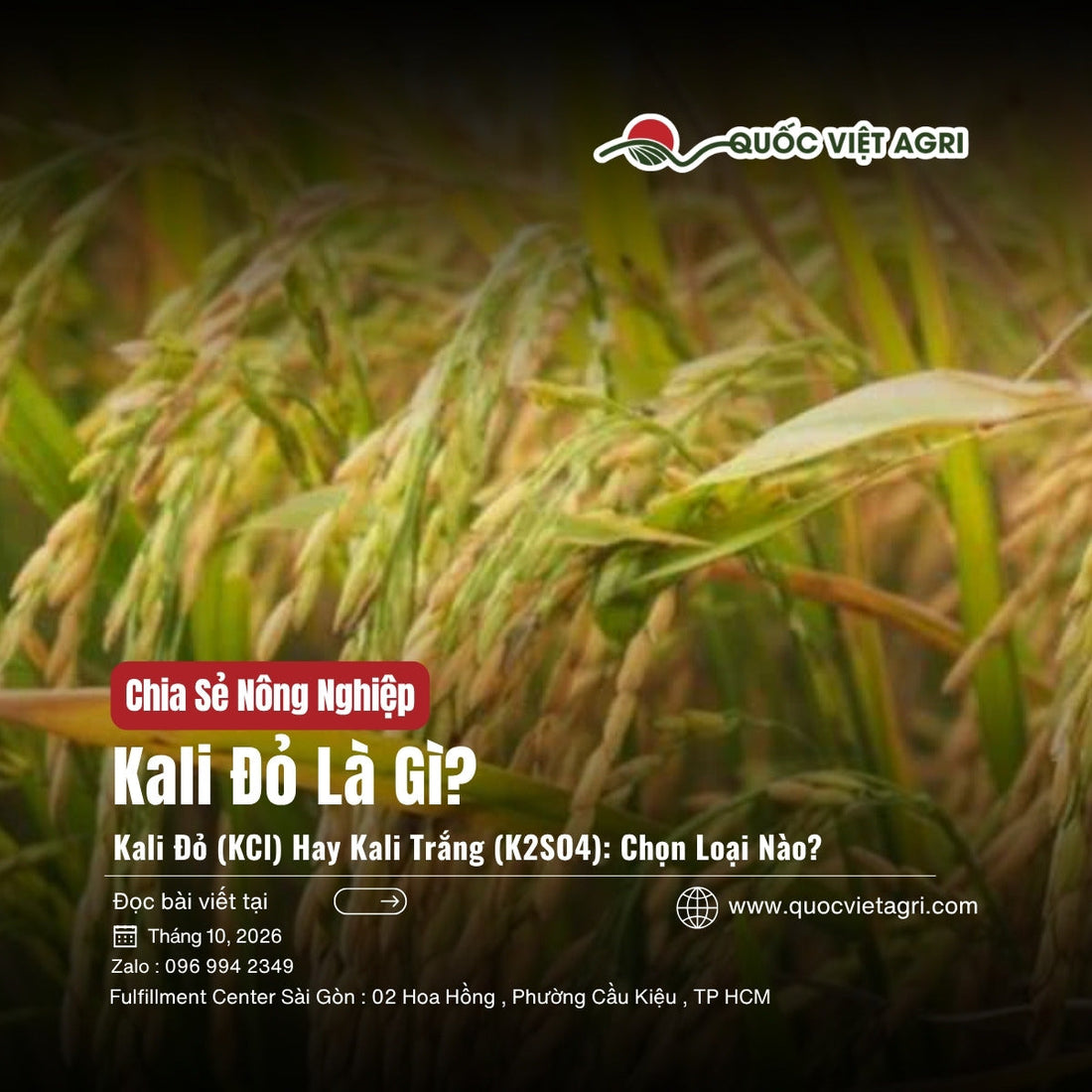 Bông lúa đang vào chắc, giai đoạn cây cần nhiều kali