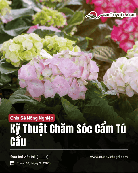 Cách trồng và chăm sóc hoa cẩm tú cầu: Hướng dẫn khoa học và dễ áp dụng