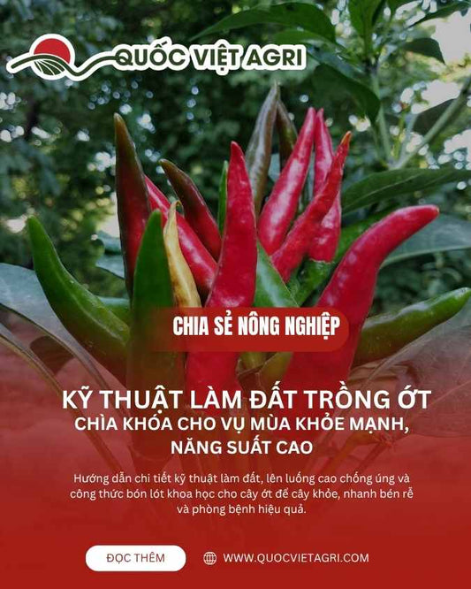 Ảnh bìa của Quốc Việt Agri cho bài viết «Kỹ Thuật Làm Đất Trồng Ớt», với hình ảnh cận cảnh một chùm ớt chỉ thiên sai trĩu quả.