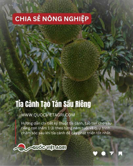 Ảnh bìa của Quốc Việt Agri cho bài viết về kỹ thuật tỉa cành tạo tán sầu riêng, với hình ảnh các trái sầu riêng to khỏe mọc trên thân cây.