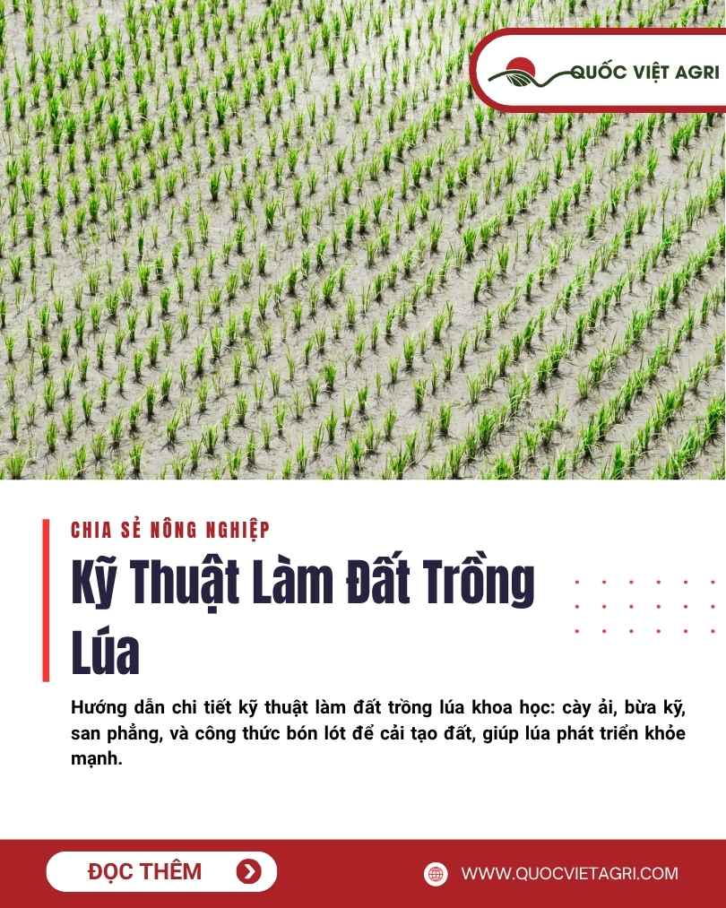 Ảnh bìa của Quốc Việt Agri cho bài viết về kỹ thuật làm đất trồng lúa, với hình ảnh một mặt ruộng đã được san phẳng và ngập nước, sẵn sàng cho vụ mùa mới.