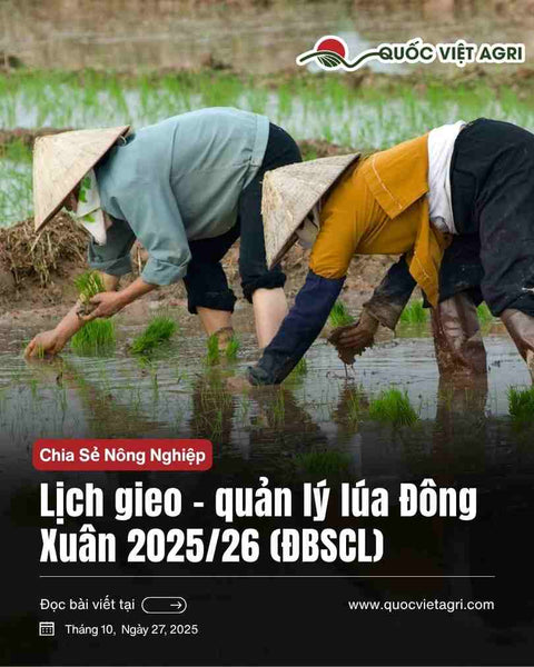 Lịch gieo – quản lý lúa Đông Xuân 2025/26 (ĐBSCL): nước, bệnh & cỏ mầm theo tuần