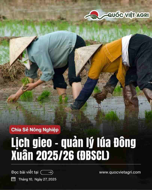 hình ảnh bà con đồng bằng sông cửu long gieo lúa vào vụ đông xuân. ảnh bìa của quốc việt agri  minh họa cho bài viết hướng dẫn chi tiết về cách gieo và quản lý lúa cho vụ đông xuân 2025/2026