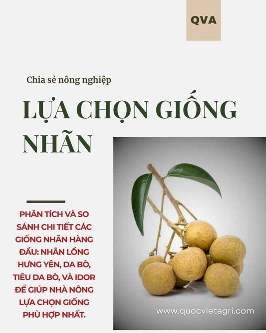 Phân tích và so sánh chi tiết các giống nhãn hàng đầu: Nhãn Lồng Hưng Yên, Da Bò, Tiêu Da Bò, và Idor để giúp nhà nông lựa chọn giống phù hợp nhất.