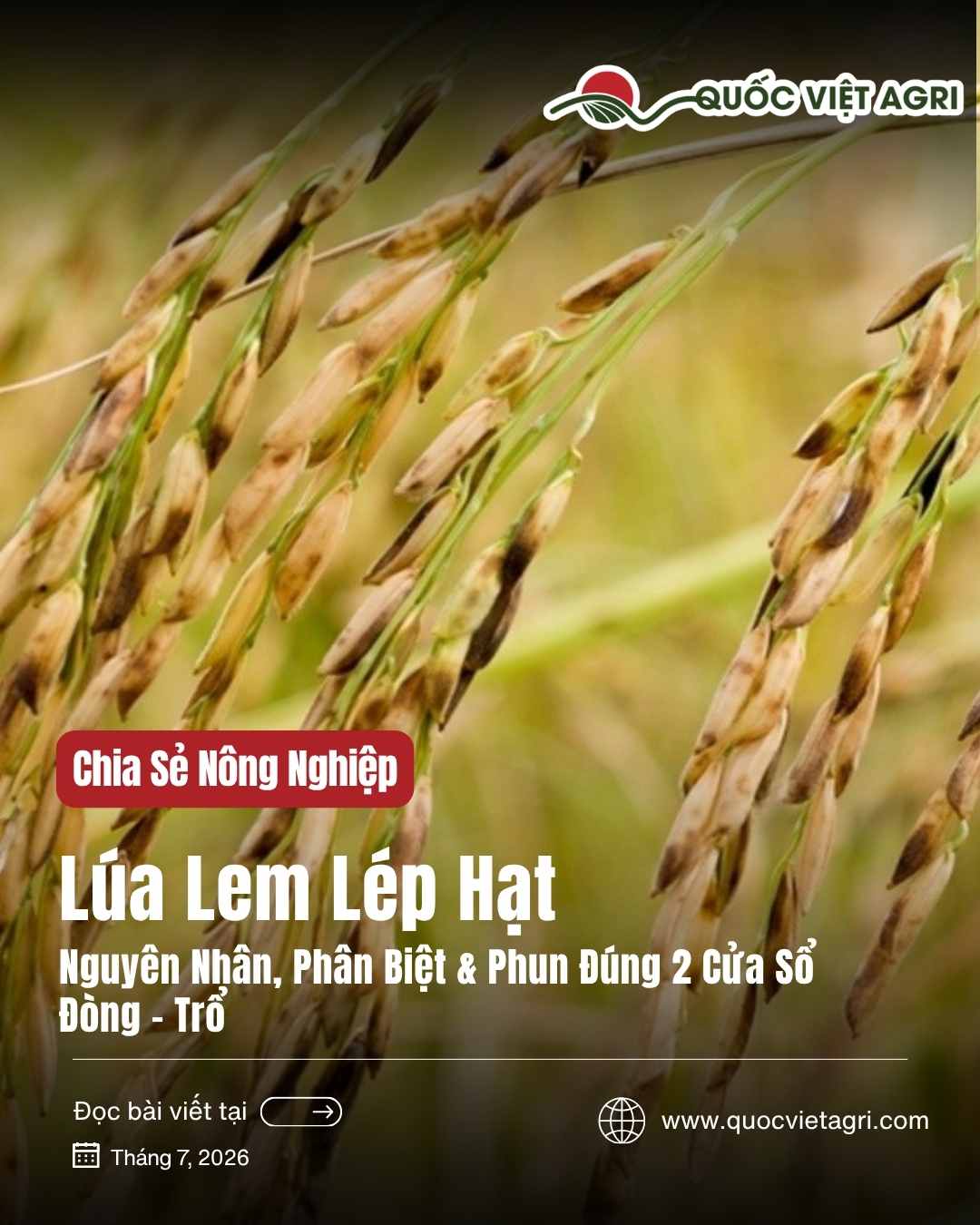 Ảnh bìa bài viết Lúa Lem Lép Hạt — bông lúa bị lem lép, nhiều hạt đốm nâu đen, của Quốc Việt Agri