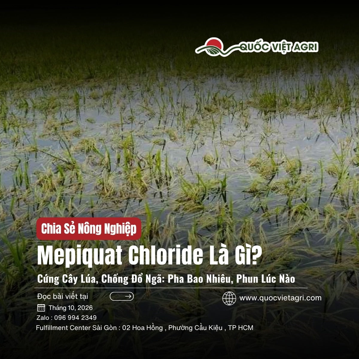 Mepiquat chloride là gì: ruộng lúa đổ ngã nằm rạp trong nước sau mưa gió, ảnh bìa Quốc Việt Agri
