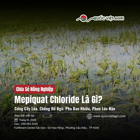 Mepiquat Chloride Là Gì? MEPI 247, Trụ Thép Cải Tiến Cứng Cây Lúa, Chống Đổ Ngã